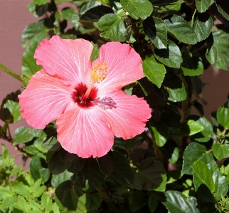 Nature blossom growth plant Photo