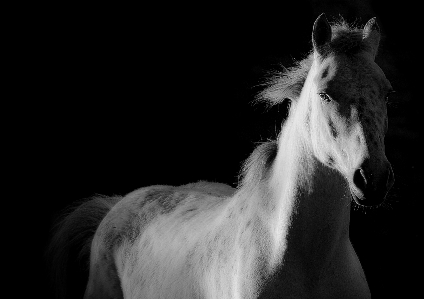 Foto Sapato preto e branco
 branco fotografia