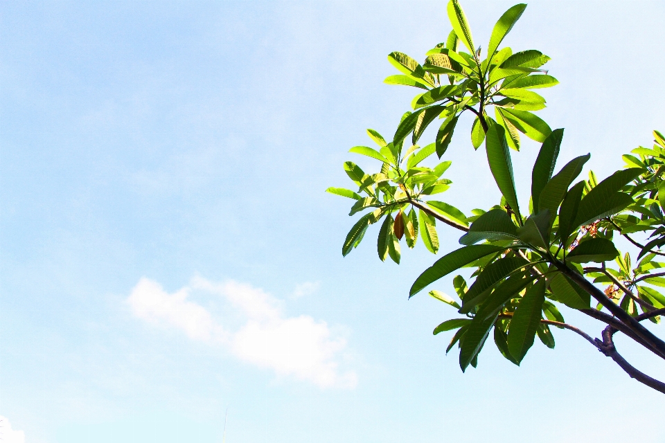 树 分支 植物 天空