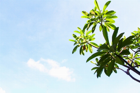 Tree branch plant sky Photo