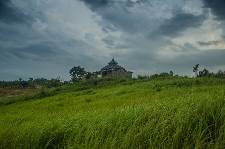 Landscape tree nature grass Photo