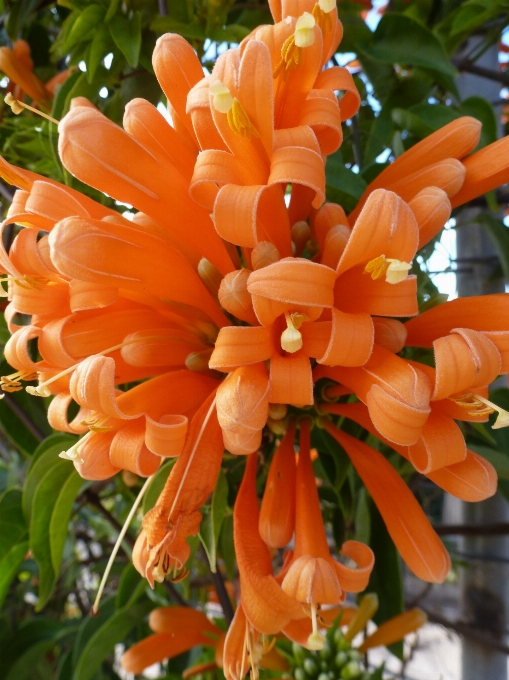 Plant flower orange botany