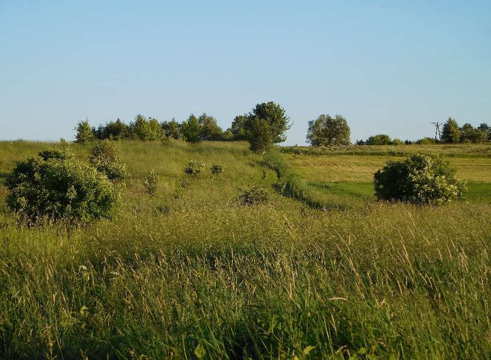 Krajobraz drzewo natura trawa