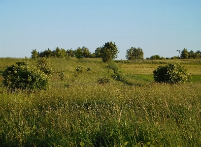 Landscape tree nature grass Photo