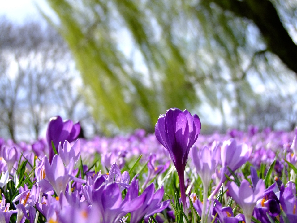 Natura erba fiore pianta