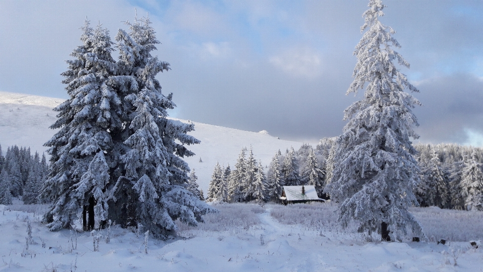 Tree nature mountain snow