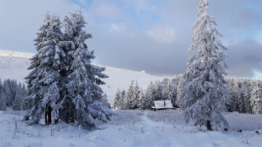 Tree nature mountain snow Photo