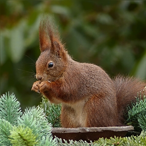 Animal wildlife mammal squirrel Photo