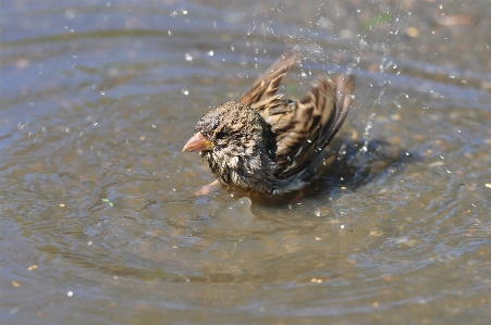 Foto Agua naturaleza pájaro fauna silvestre