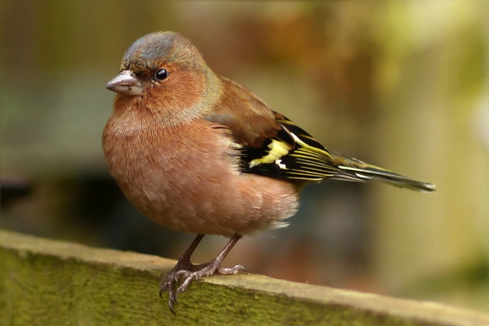 Natureza pássaro macho animais selvagens