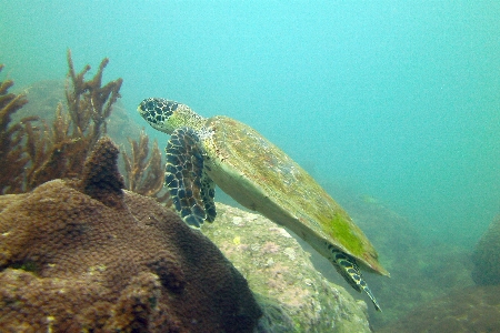 Sea diving underwater biology Photo