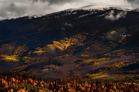 Landscape tree nature forest Photo