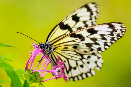 Nature blossom wing photography Photo