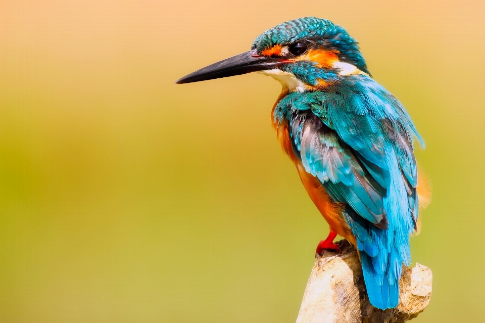 Cabang burung sayap margasatwa