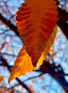 Tree nature branch plant Photo