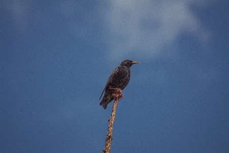 Foto Alam burung sayap satwa