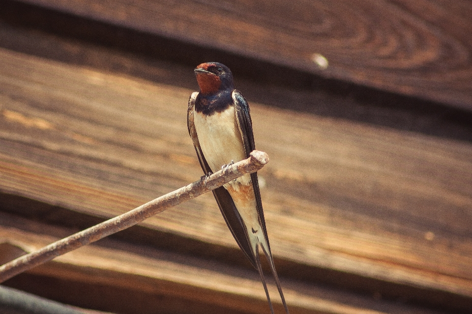 Alam burung sayap kayu