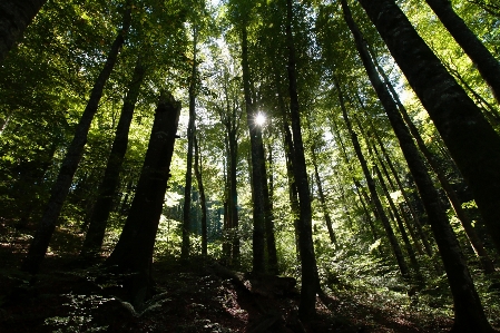 Foto Paisagem árvore natureza floresta