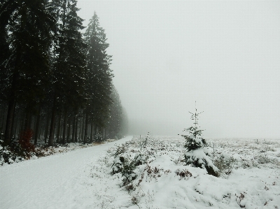 Foto Paisagem árvore natureza floresta