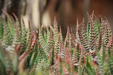 Nature cactus sharp structure Photo