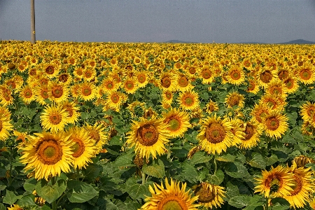 Foto Natura pianta campo prato
