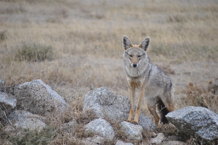 Foto Fauna silvestre África mamífero coyote