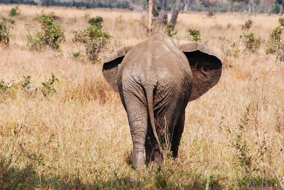 Prairie
 aventure animal faune