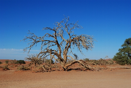 Beach landscape sea tree Photo