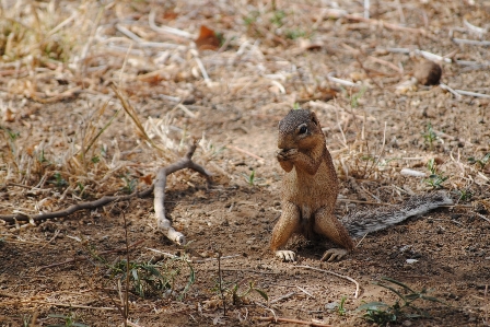 Foto Animal fauna silvestre África mamífero