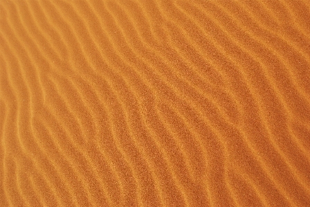 Landscape sand wood desert Photo