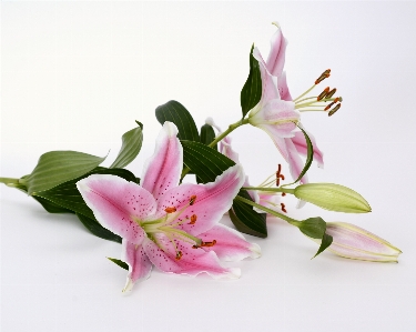 Nature blossom plant white Photo