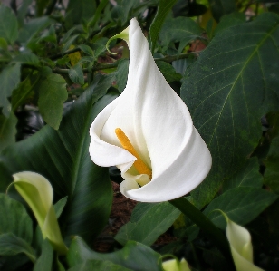 Nature blossom plant white Photo