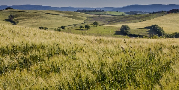 Landscape grass marsh wilderness Photo