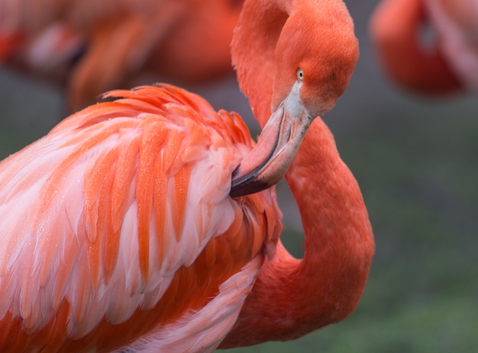 Uccello ala animali selvatici selvaggio