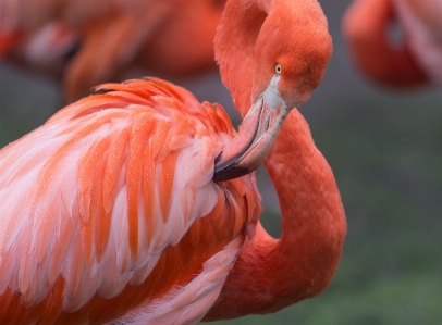 Bird wing wildlife wild Photo