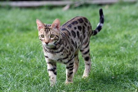 Foto Rumput margasatwa peliharaan anak kucing