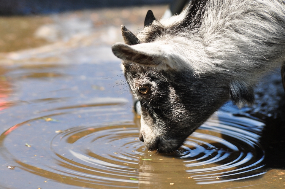 Wasser natur sommer zoo