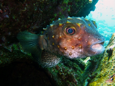 Sea water diving wildlife Photo