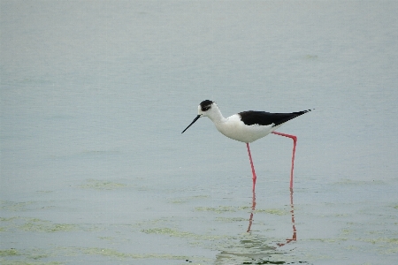 Foto Pássaro bico fauna cegonha