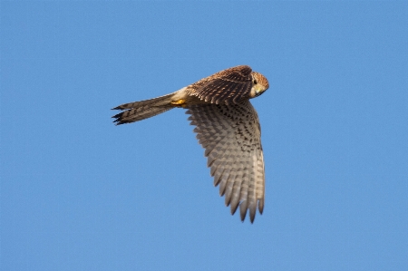 Photo Nature région sauvage
 oiseau aile