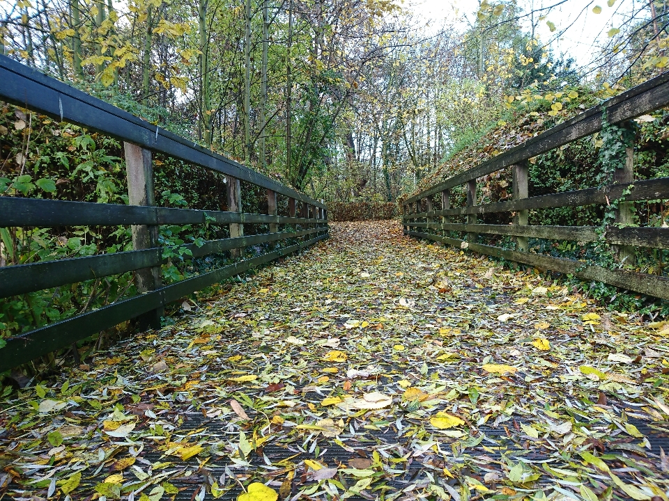 Drzewo natura las ścieżka