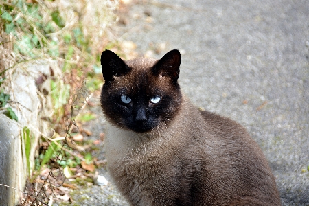 Foto Animale gattino gatto felino