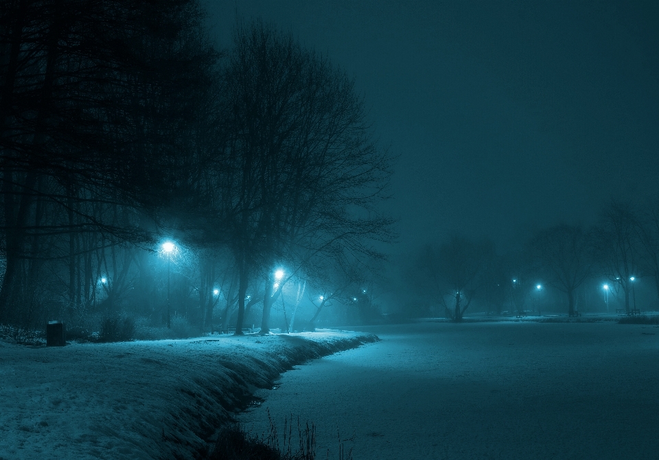 树 雪 冬天 光