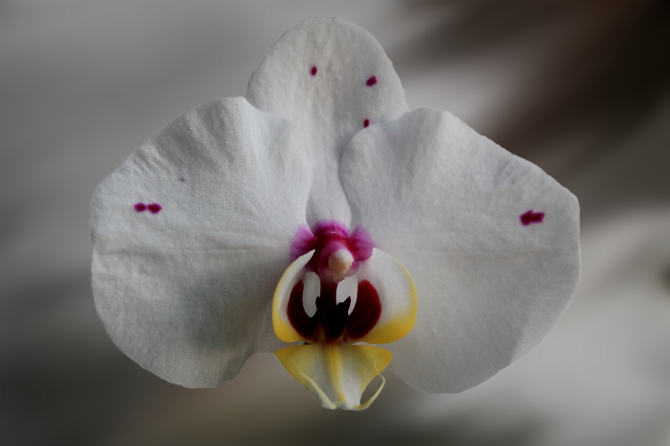 Fiore pianta bianco fotografia