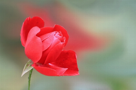 Blossom plant photography flower Photo