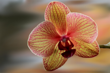 Blossom plant photography flower Photo