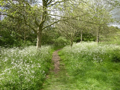 Landscape tree nature path Photo