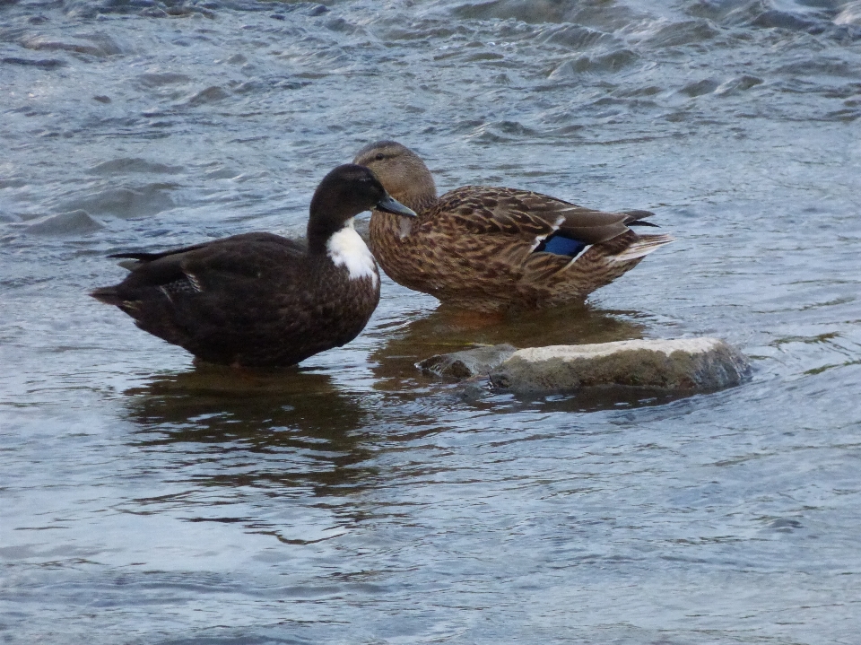 Mer eau nature oiseau