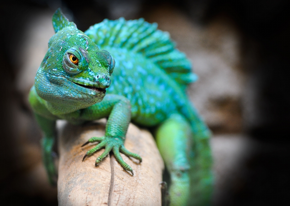 Zoo vert reptile iguane