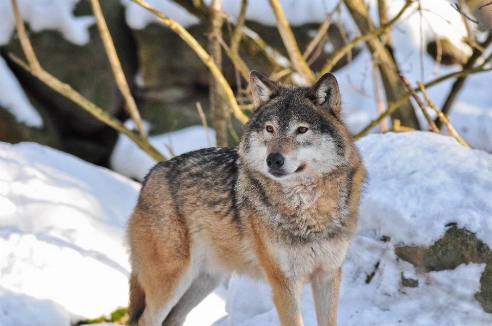 Natur schnee winter hund